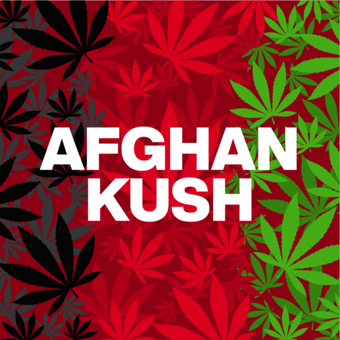 Afghan Kush Feminized