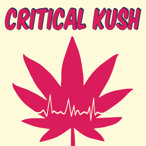 Critical Kush Feminized