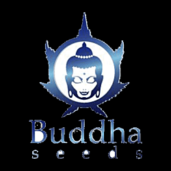 https://development.seedsupreme.com/media/codazon_cache/brand/250x/codazon/brand/buddha-seeds-seedbank.png